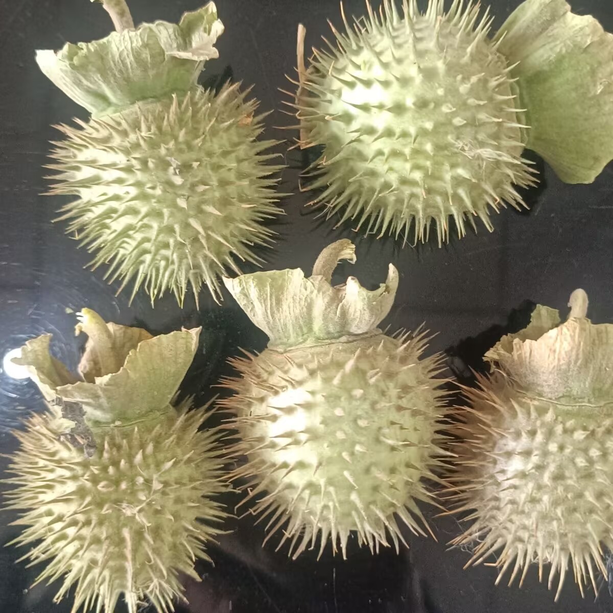 Biji Datura Kering Alami Berku - Candle Making And Perfume ulasan dan harga